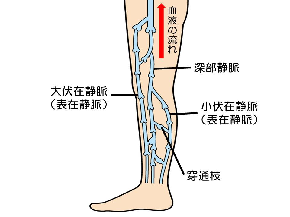 足の静脈での血液の流れ