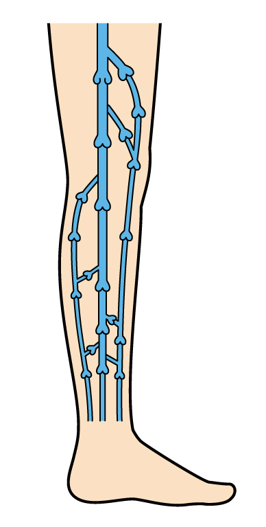 足の静脈における弁機能の重要な役割