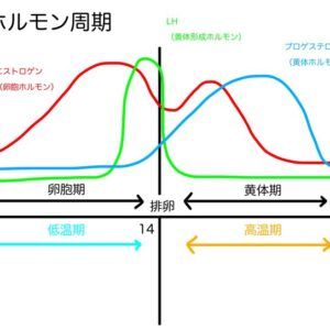 女性ホルモンと下肢静脈瘤の関係：妊娠や更年期の影響とは？