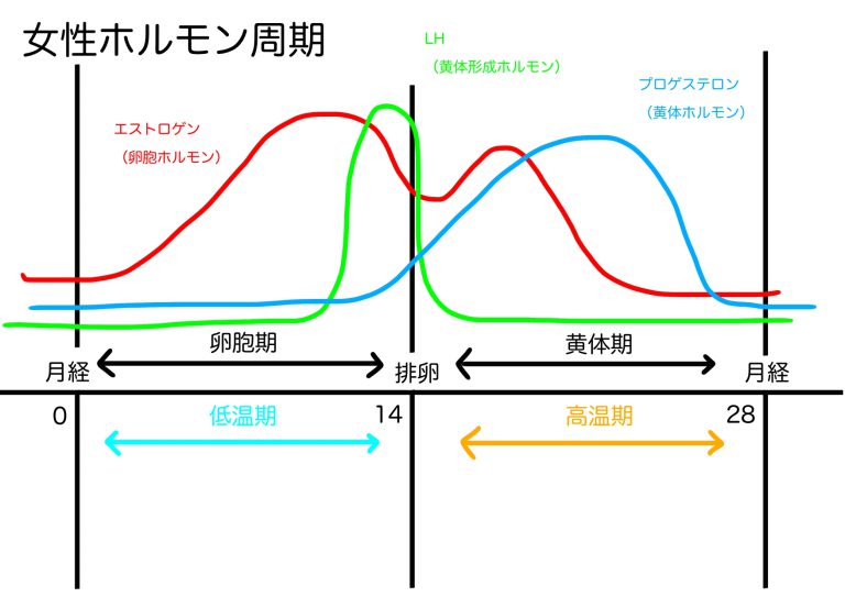 女性ホルモンと下肢静脈瘤の関係：妊娠や更年期の影響とは？