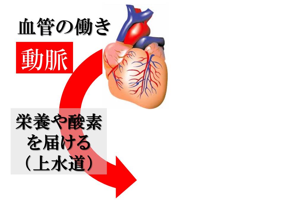 下肢静脈瘤とは だれでもわかる下肢静脈瘤講座 目黒外科 東京都品川区 目黒駅から徒歩30秒