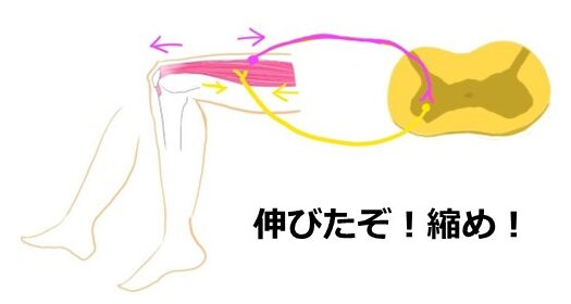 寝ているときにこむら返りが起こるメカニズム図